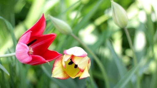 Close-up of Red and Yellow Tulips