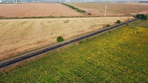 Aerial View of a Black Car Driving on a Country Road Along a Sunflower Field on a Summer Day