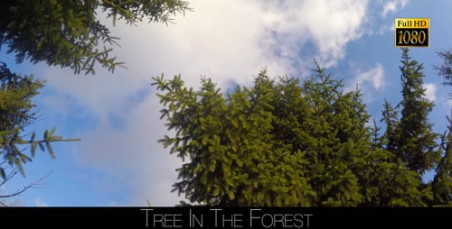 Spruce In The Forest 7