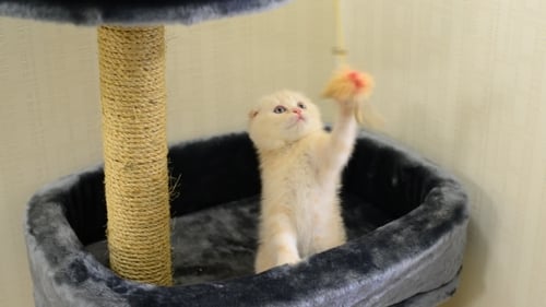 Cute Kitten Playing with Toy in Cat Tree