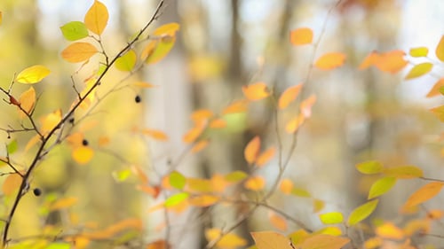 Blätter im Herbst