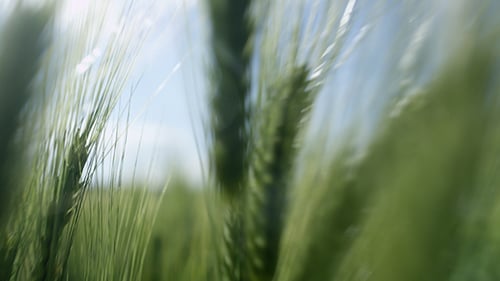 Weizen schwankt im Wind