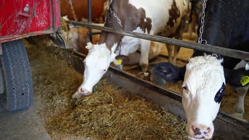 Cow on dairy farm eating hay. Close up view of cow feeding on milk farm