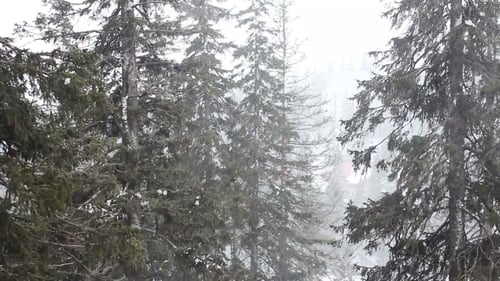 Snowy Forest with Evergreen Trees in Winter