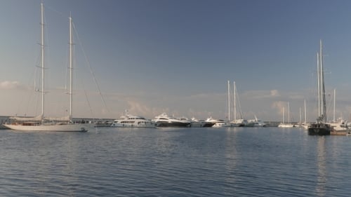 Sea View Through The Pine Trees Glowing In Sunset