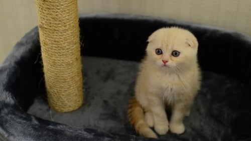 Adorable Light Orange Kitten in Pet Bed