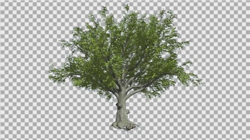 Amerikanischer Buchenbaum, Zweige, schwankender Baum