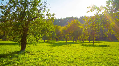 Apple Orchard In The Fall