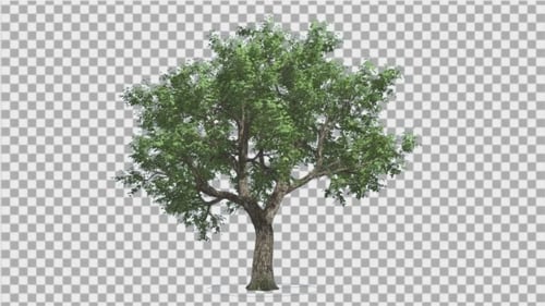 Amur Cork Swaying Branches