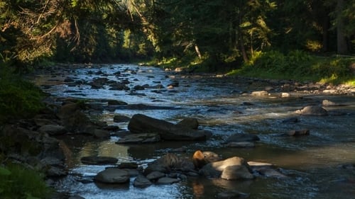 Arbres d'automne sur un ruisseau de montagne ou une rivière
