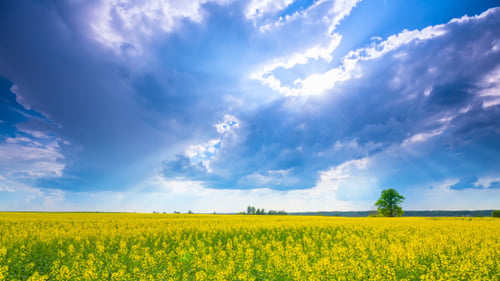 Champ de colza et ciel Théâtral