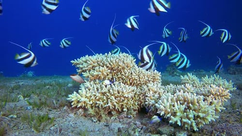 Red Sea Bannerfish