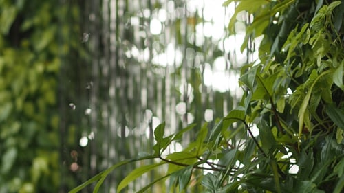 Leaves And Flowing Water