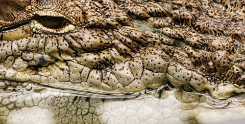 Wildtier Krokodil Alligator im Zoo 1