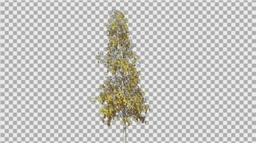 Dünner Baum aus europäischer Espe, schwankender Baumwind