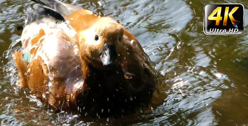 Duck is Cleaning Itself in Lake 1