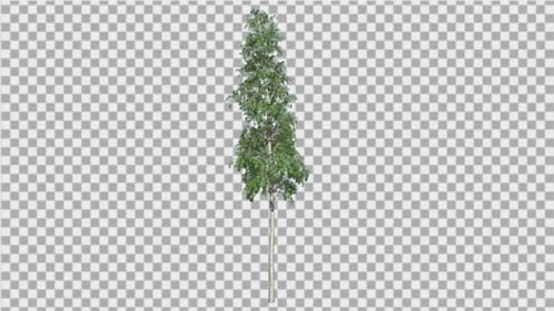 Animated Birch Tree with Green Leaves Swaying
