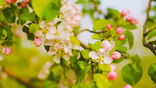 Blooming Apple Tree