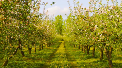 Verger de pommiers en fleurs