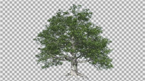 Europäischer Buchenbaum, Windräste, Blätter