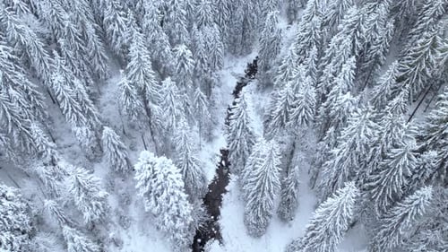 Flying Backwards Above Dark River Floating in Winter Forest