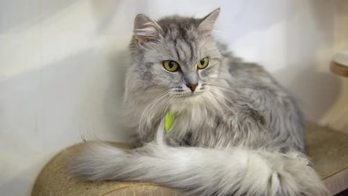 A Gray Cat Sits Against a Wall on a Playground. The Cat Sits Quietly and Looks Away.