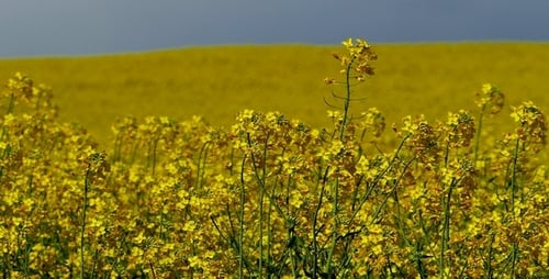 Yellow Rabitz Agricultural Levels 3