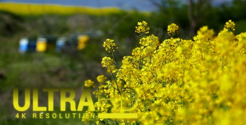 Yellow Rabitz: Landwirtschaftliche Stufen 5