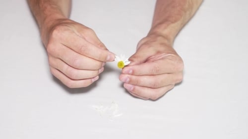 Man's hands remove petals from a white daisy