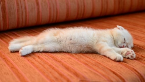 Cream Kitten Sleeps Soundly on Orange Couch