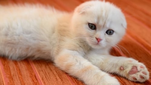 Delightful Kitten Resting Indoors