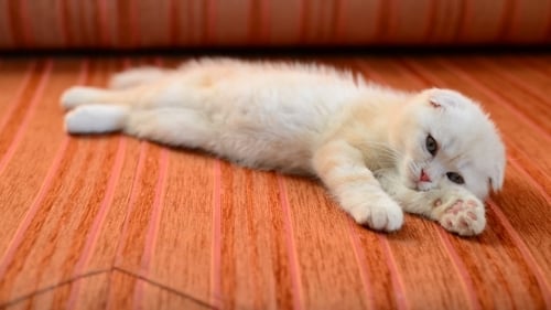 Cute Kitten Resting on Orange Striped Couch