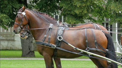 Two Brown Horses on Standby in the Park