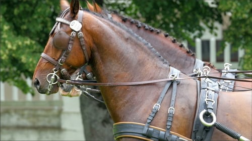 Closer Look of the Horses Head on the Carriage