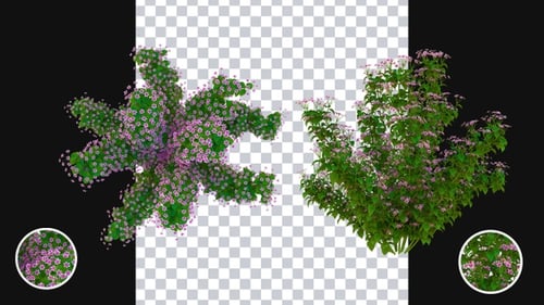 Animated Organic Plant Growth with Blooming Pink Flowers