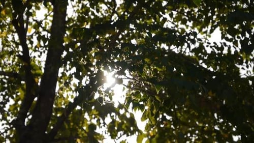 Baum des Sonnenlichts