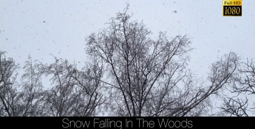 Snow Falling In The Woods 2