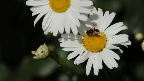 A Bee On a Daisy Flower