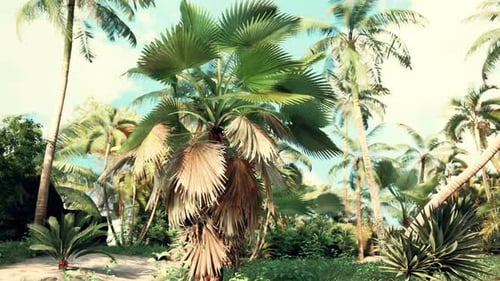 Tropical Palm Trees Swaying in the Gentle Wind