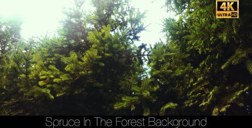 Spruce In The Forest 5