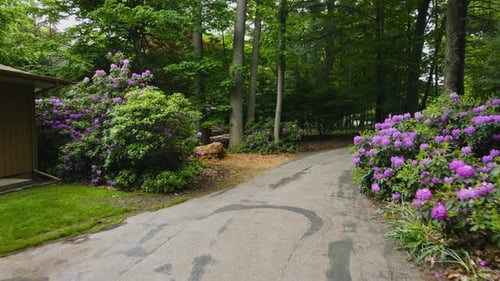 Road Lined with Flowers Through Green Forest