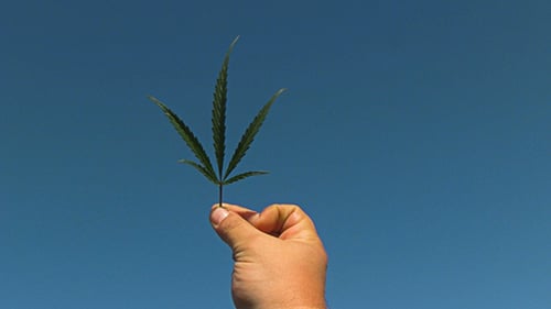 Hand Holding Marijuana Leaf Against Blue Sky