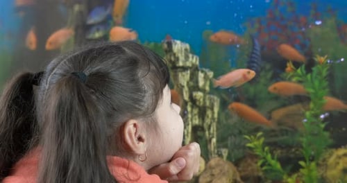 Child Watching Fish Swimming in Colorful Aquarium