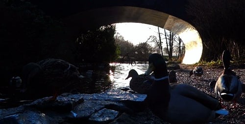 Canards et pont
