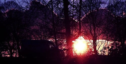 Sunset Forest Road