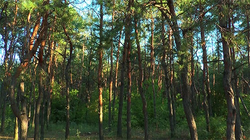 Morning in a Pine Forest