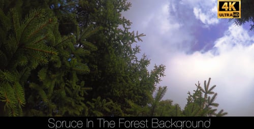 Spruce In The Forest 8