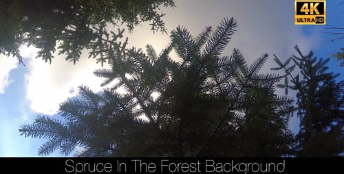 Spruce In The Forest 11