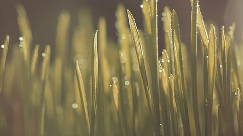 Close-up of Fresh Green Grass with Dew