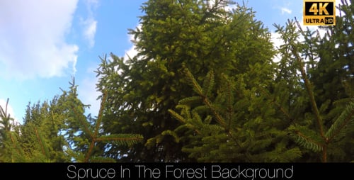 Spruce In The Forest 18